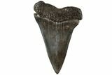Fossil Broad-Toothed Mako Tooth - South Carolina #202043-1